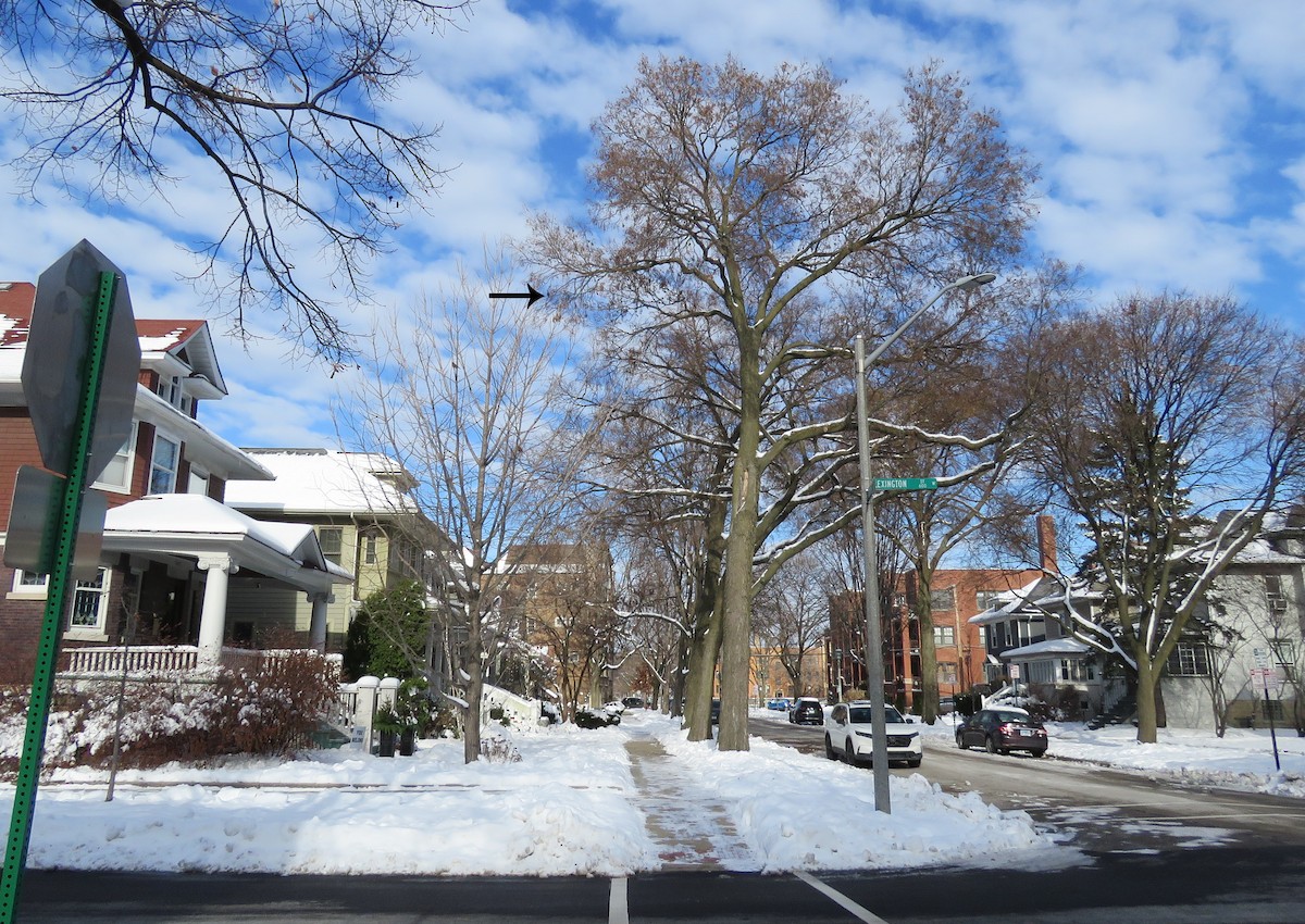 American Robin - ML646443551