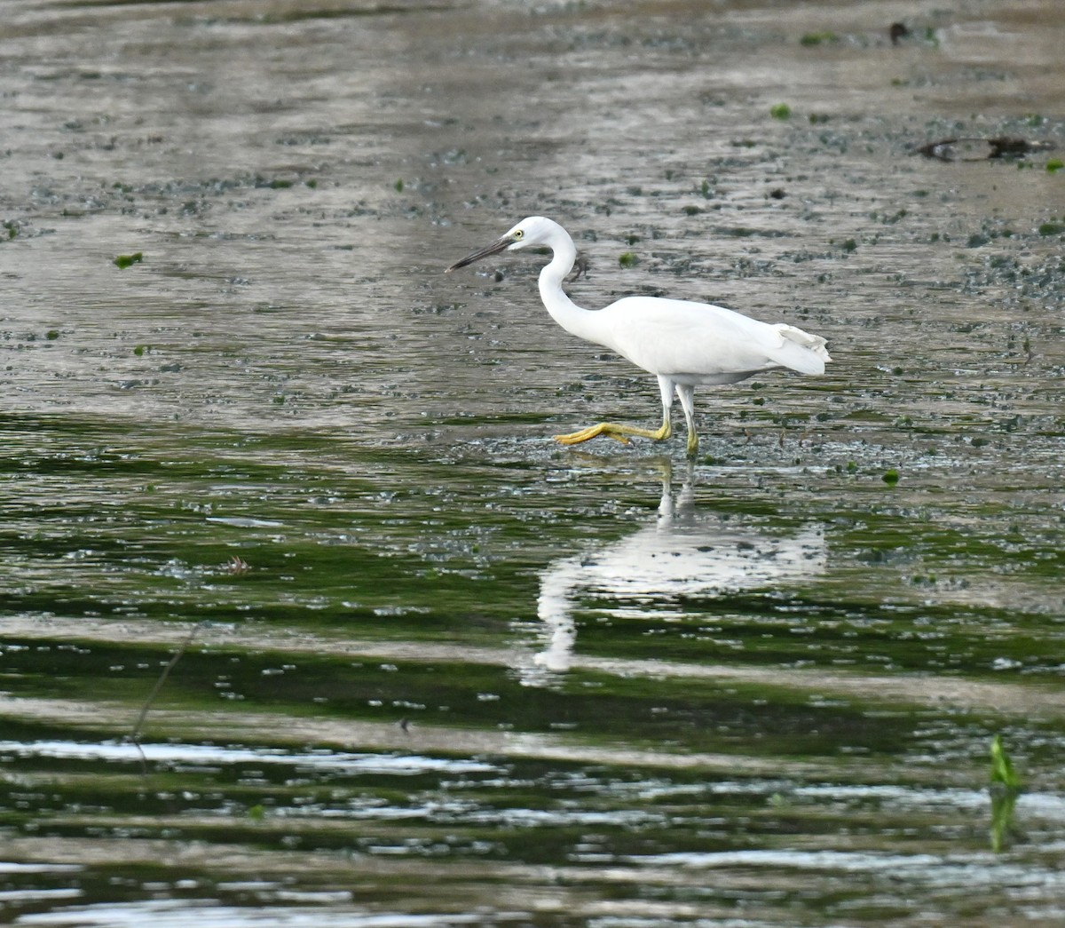 Little Egret - ML646443552