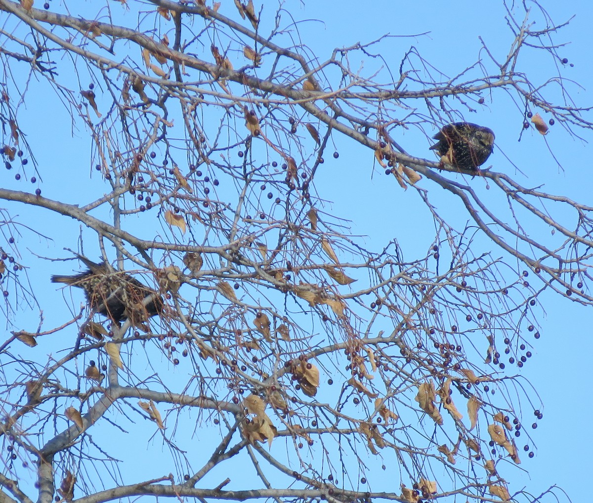 Хар тодол - ML646443553