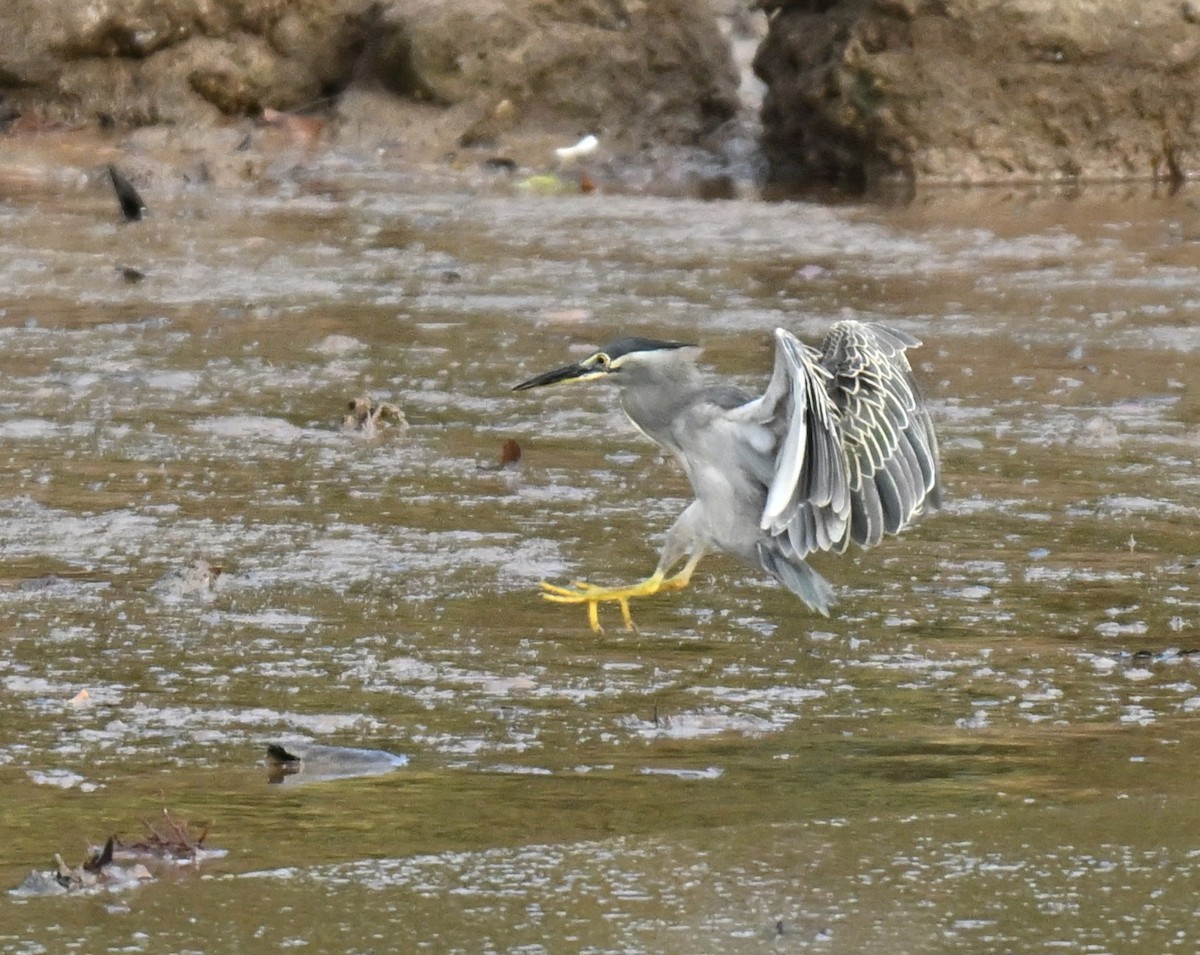 Little Heron - ML646443554