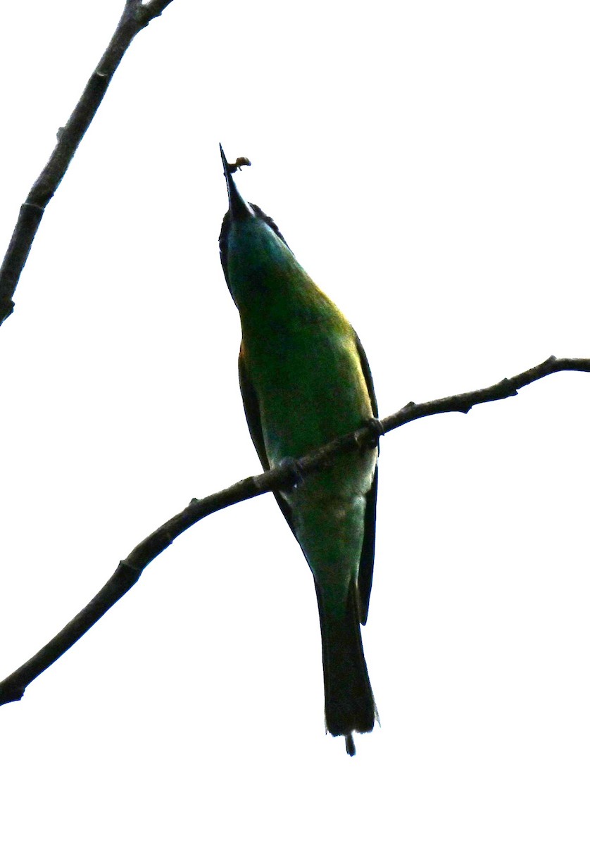 Blue-throated Bee-eater - ML646443569