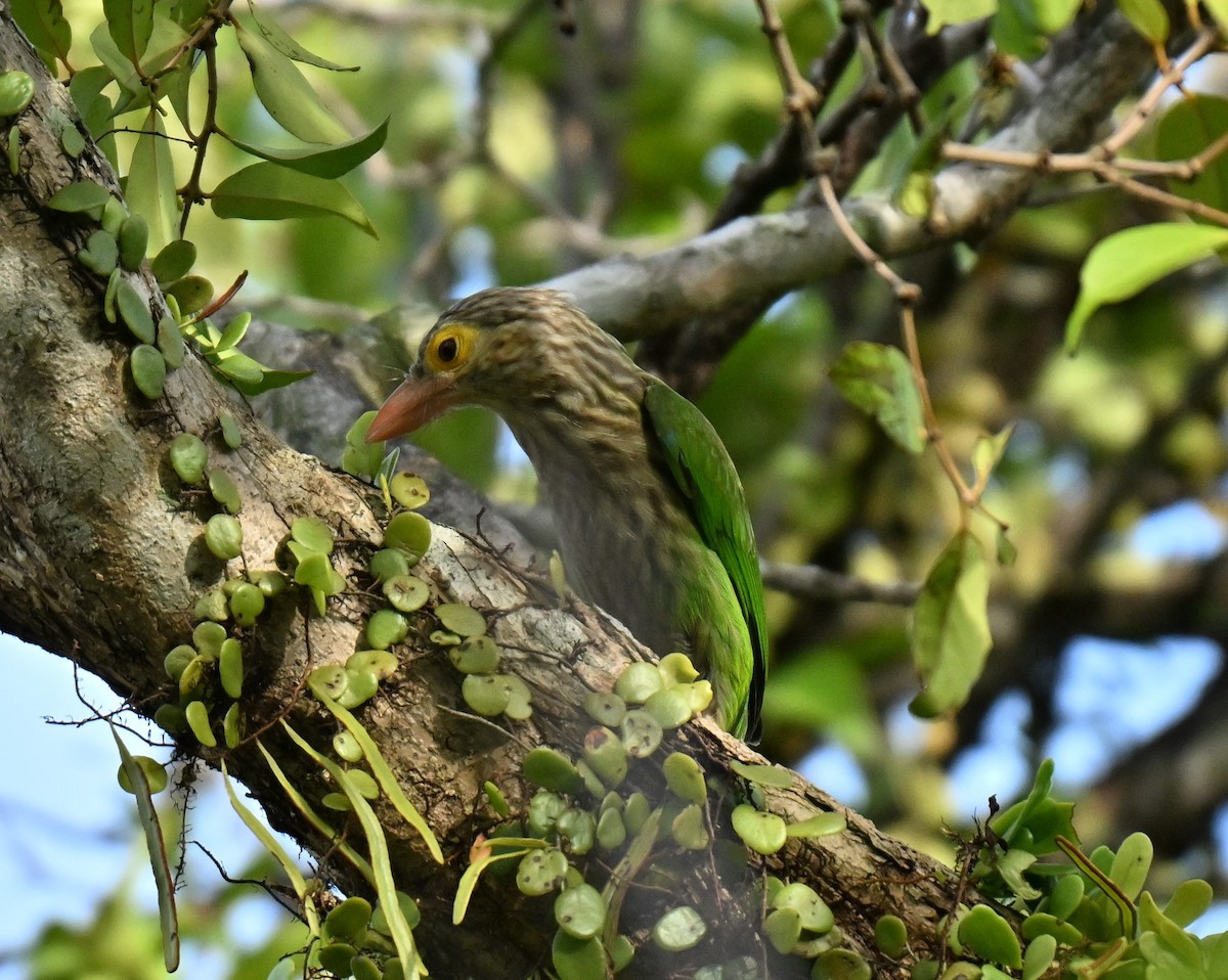 Lineated Barbet - ML646443570