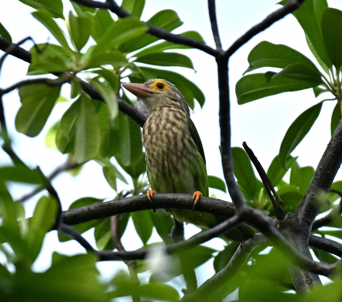 Lineated Barbet - ML646443571