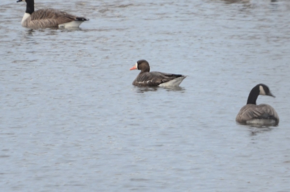 白額雁 - ML646443572