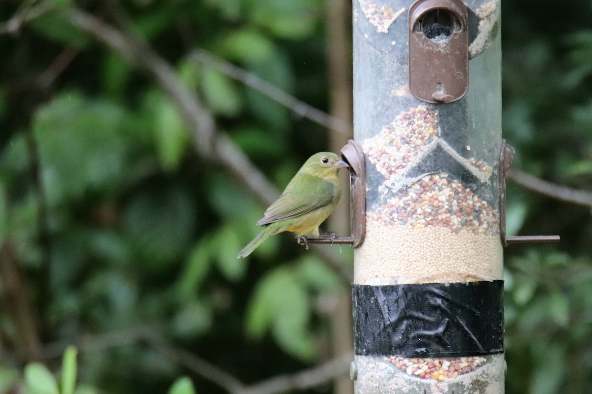 Boyalı Çinte - ML646443573