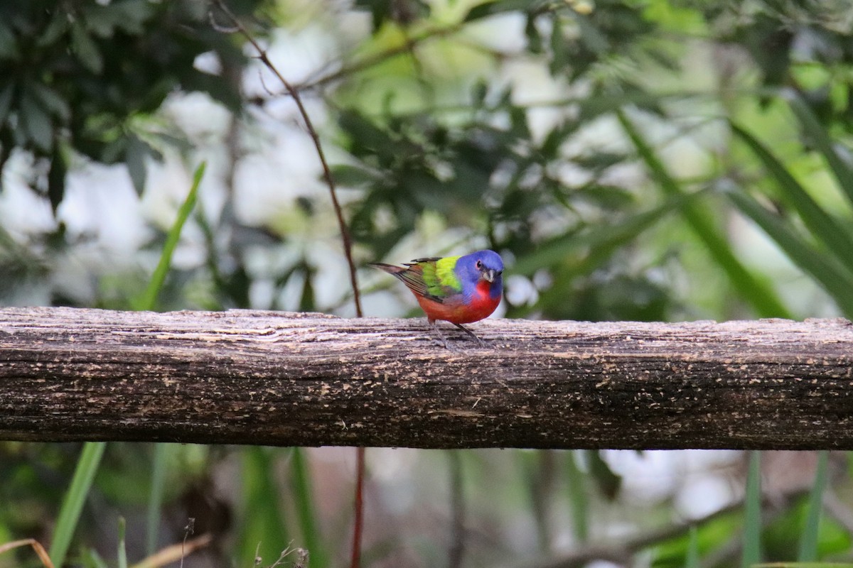 Boyalı Çinte - ML646443574