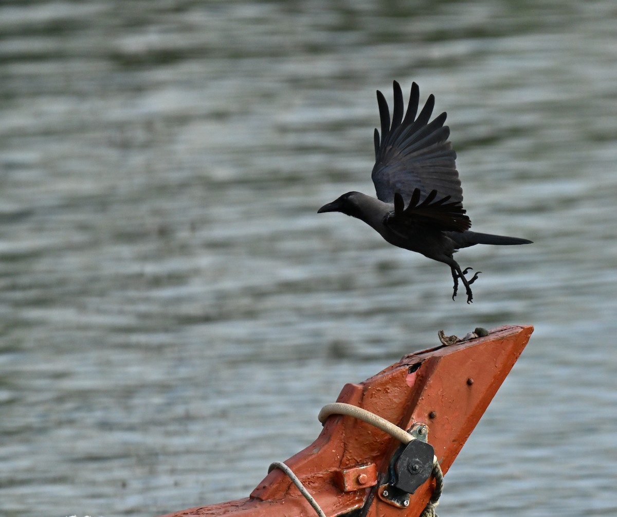 House Crow - ML646443575