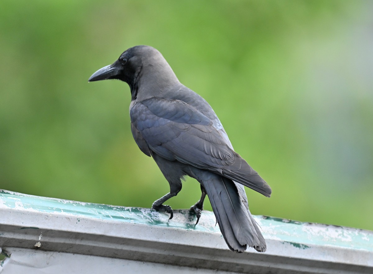 House Crow - ML646443576