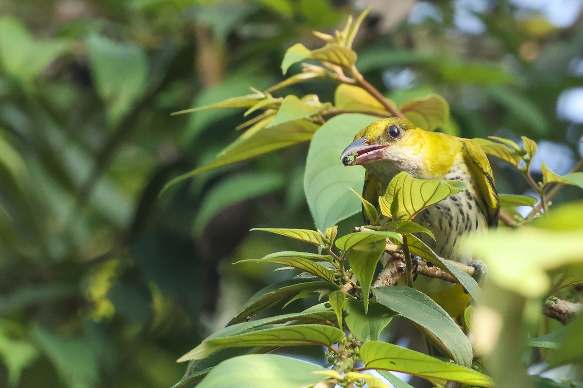 זהבן הודי - ML646443578