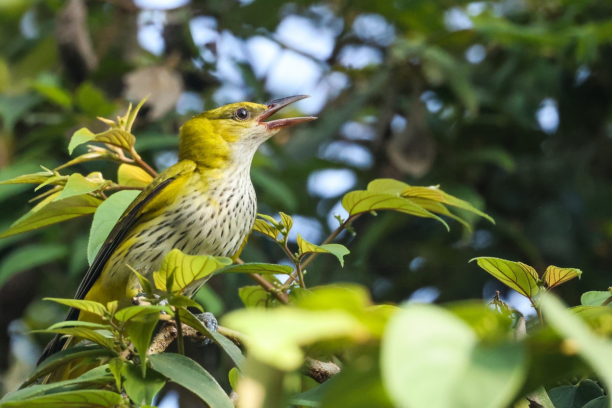 זהבן הודי - ML646443579