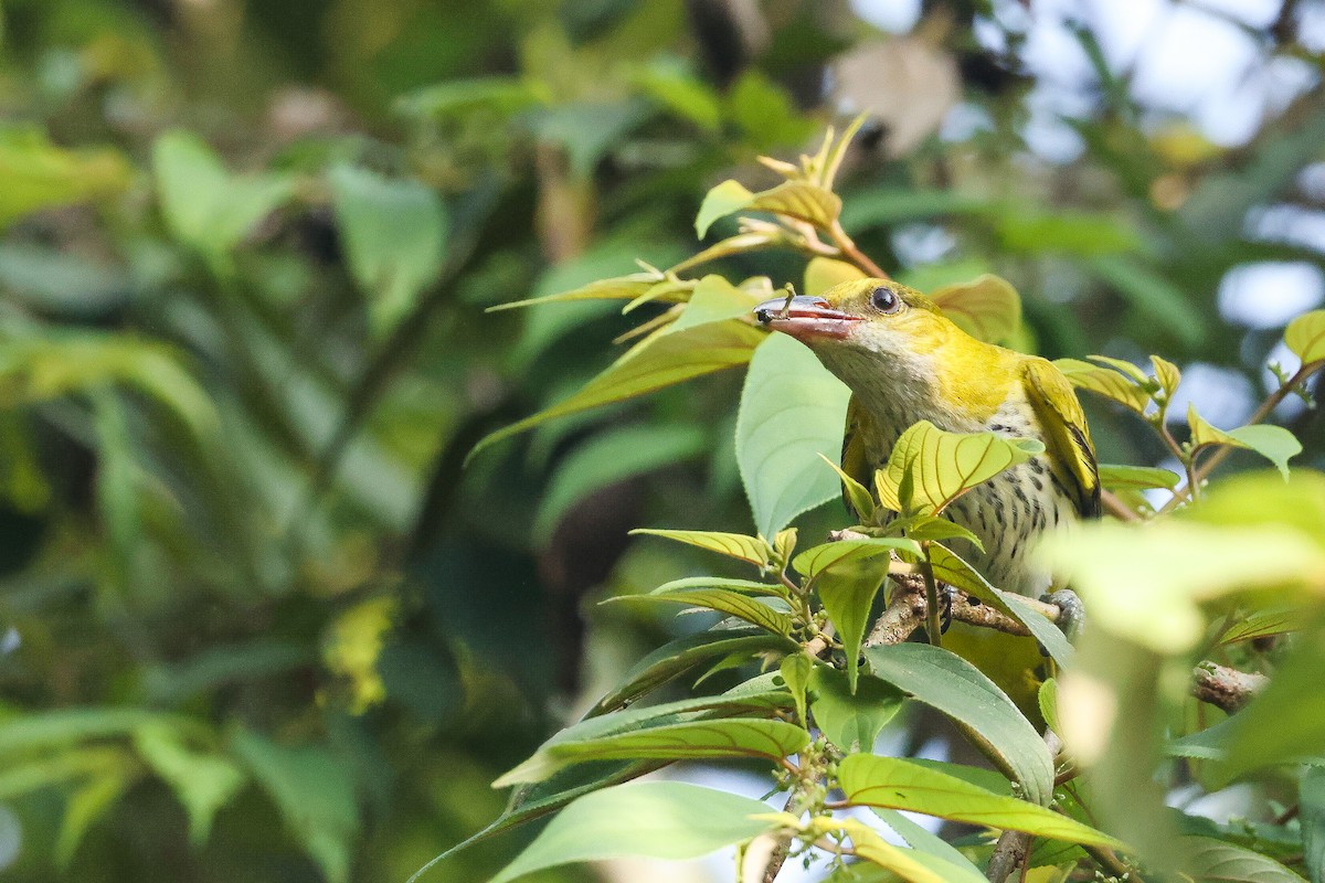 זהבן הודי - ML646443580
