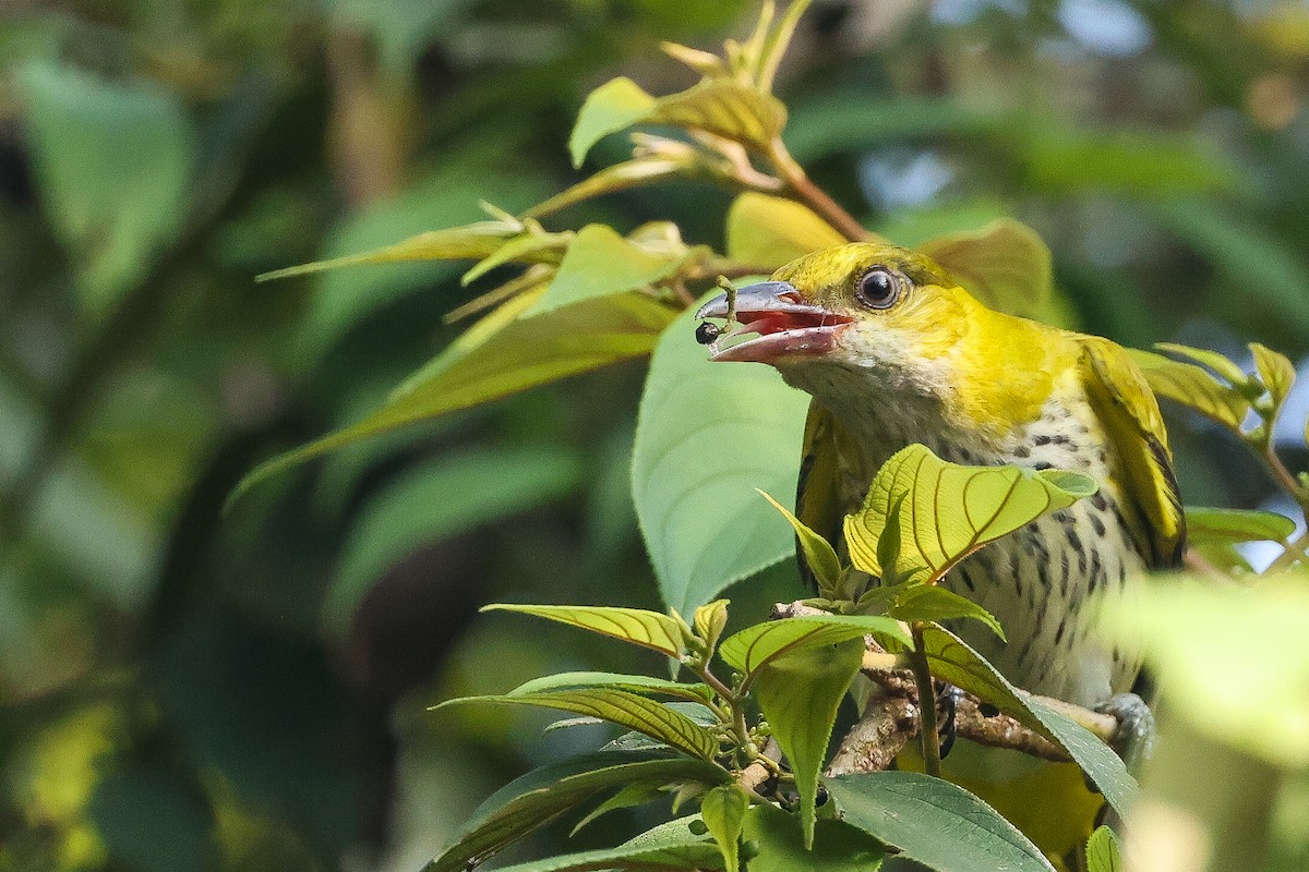 זהבן הודי - ML646443581