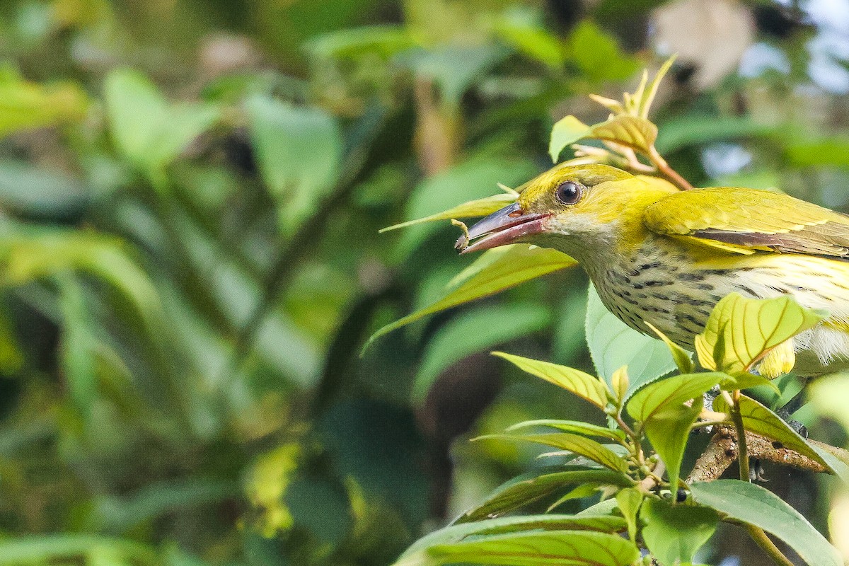 זהבן הודי - ML646443582