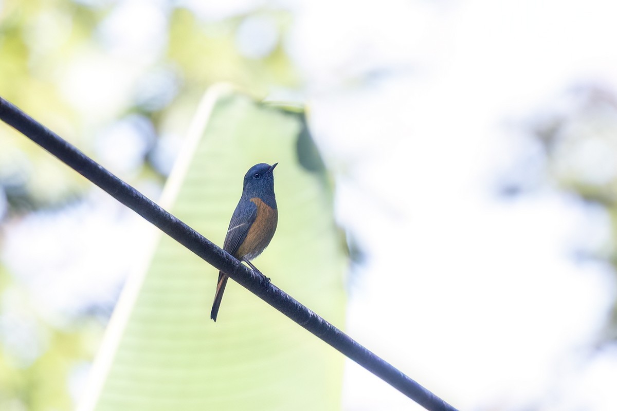 藍額紅尾鴝 - ML646443583