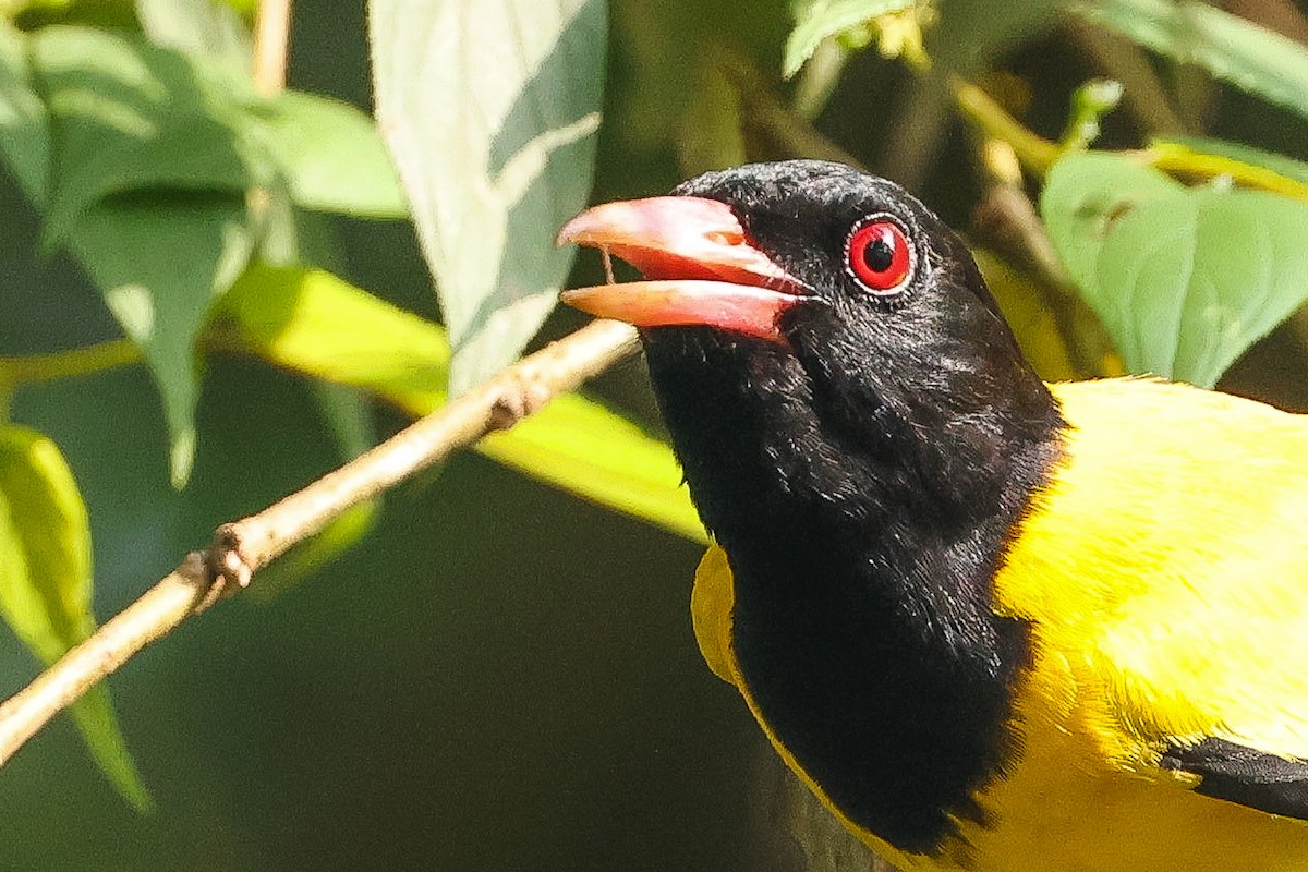 Black-hooded Oriole - ML646443584