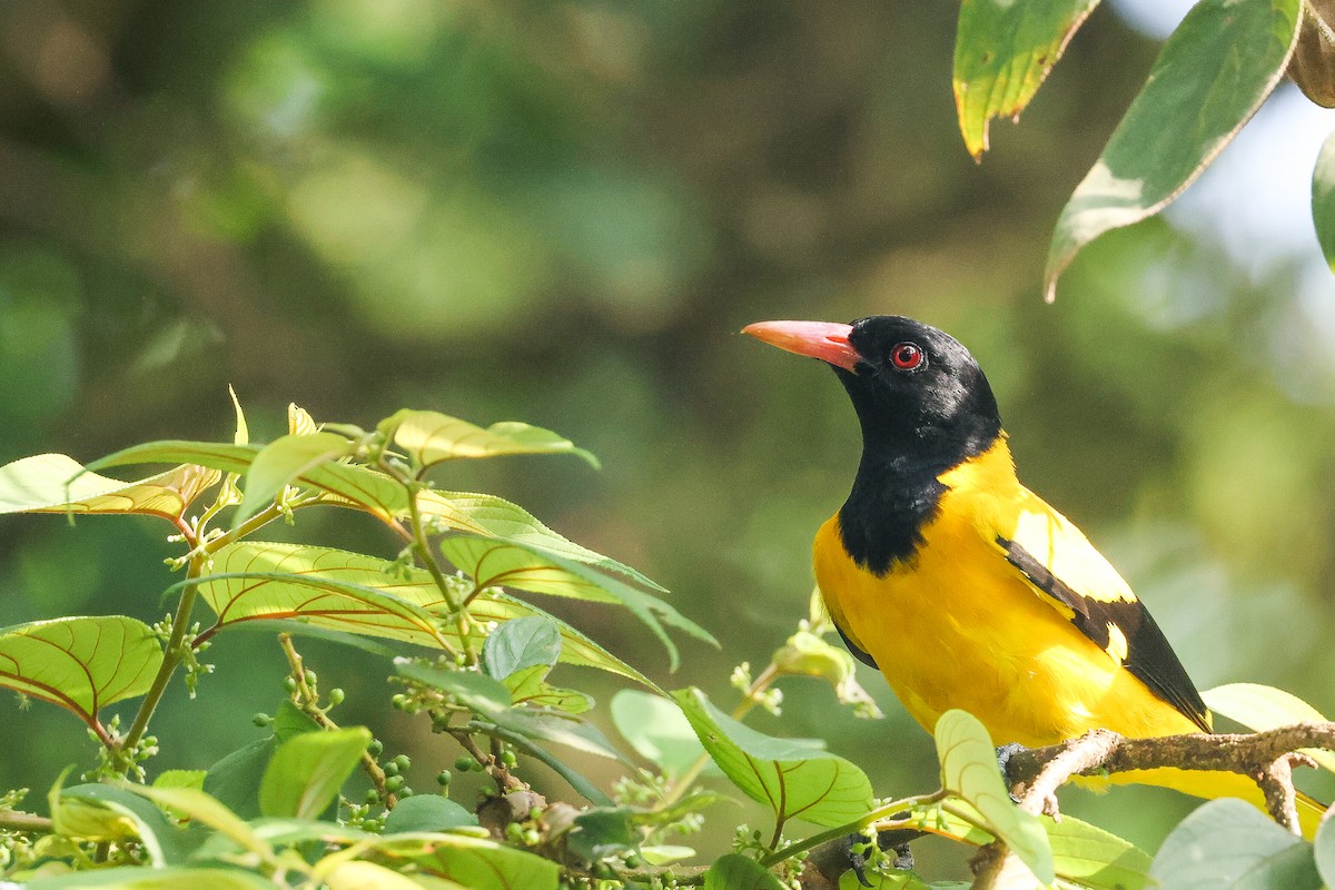 Black-hooded Oriole - ML646443585