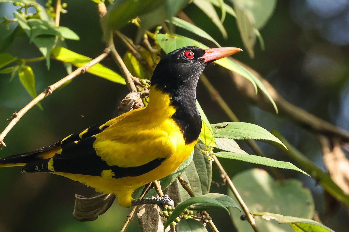 Black-hooded Oriole - ML646443586