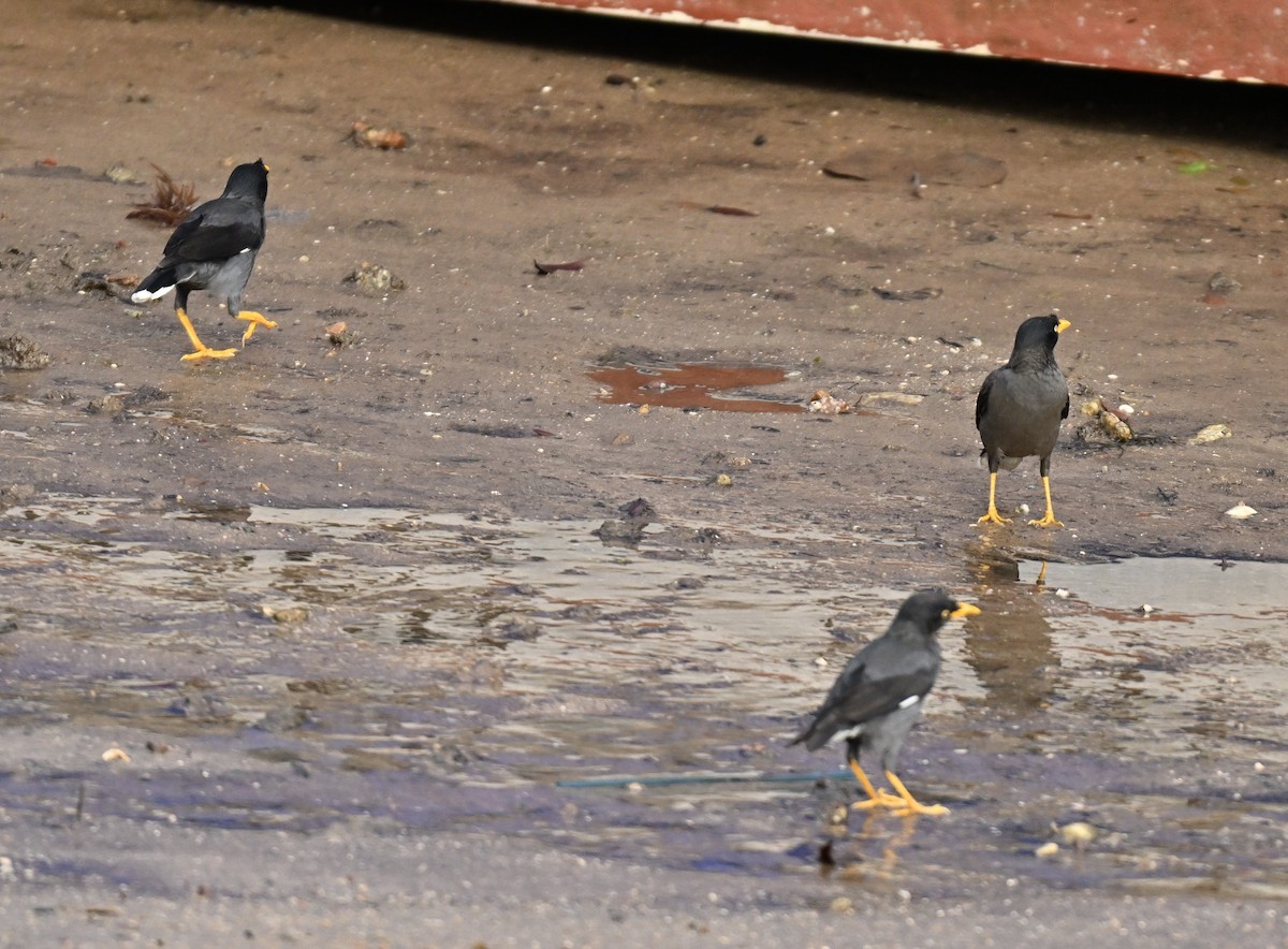 Javan Myna - ML646443587