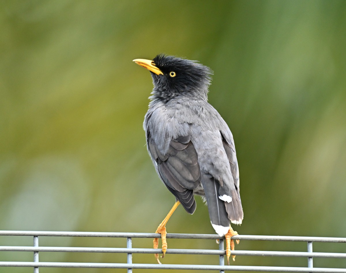 Javan Myna - ML646443588