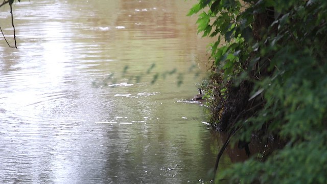 African Finfoot - ML646443589