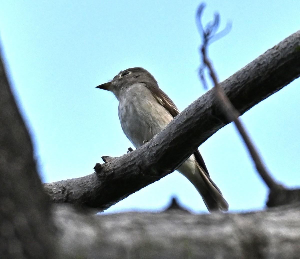 Asian Brown Flycatcher - ML646443590