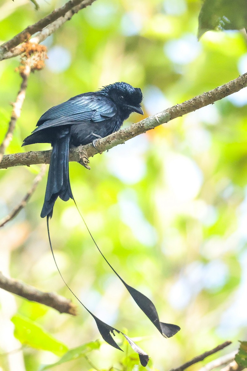 Greater Racket-tailed Drongo - ML646443591