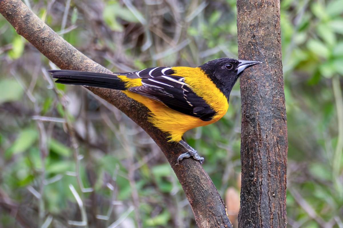 Audubon's Oriole - ML646443592
