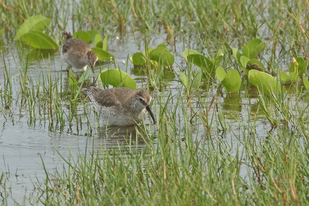 Исландский песочник - ML646443593