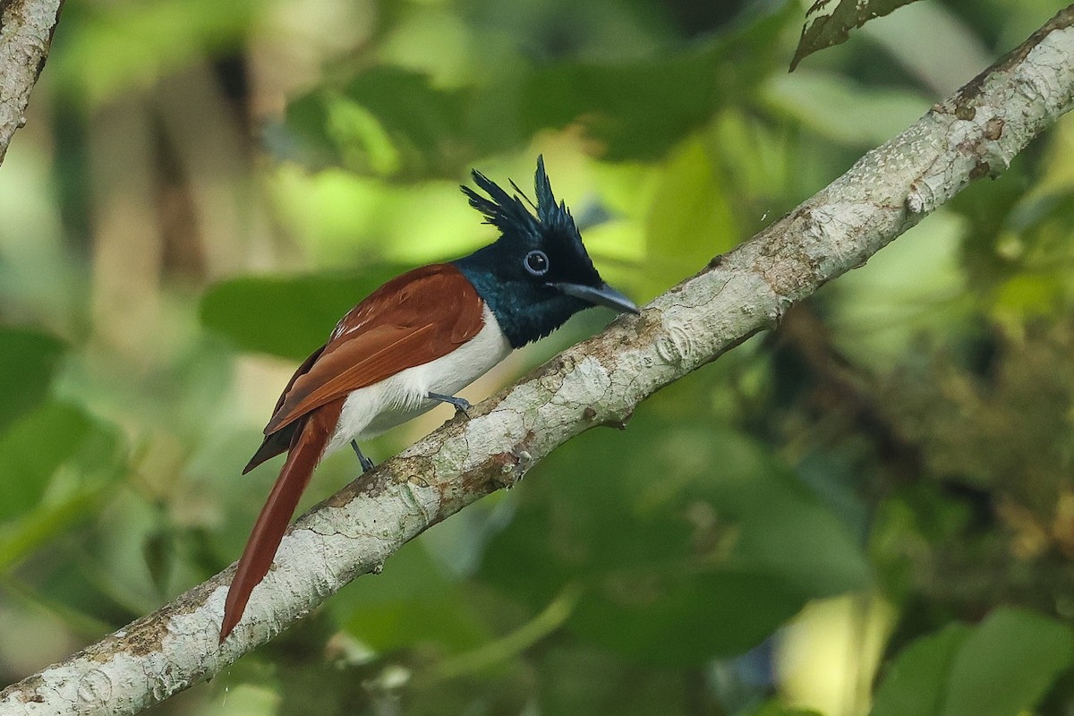 Indian Paradise-Flycatcher - ML646443594