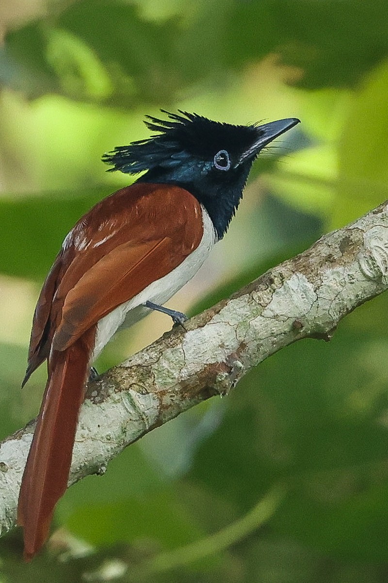 Indian Paradise-Flycatcher - ML646443595
