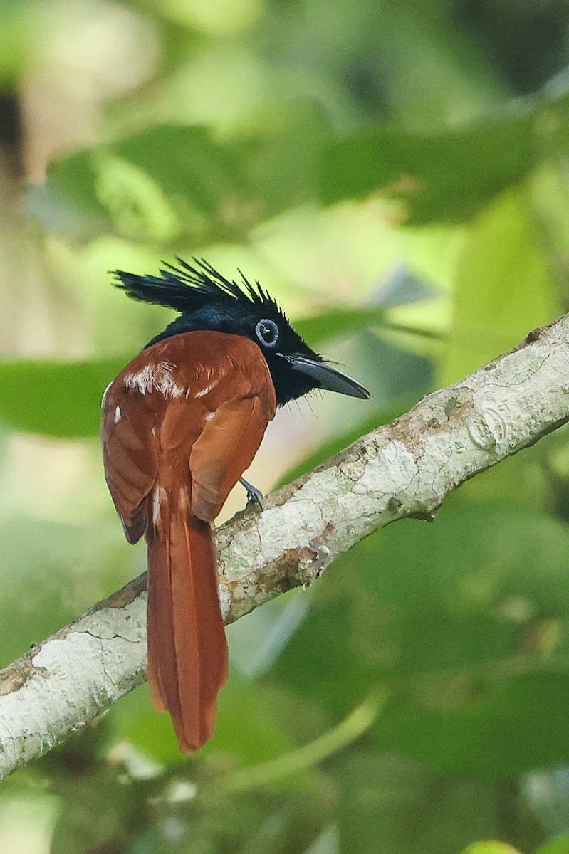 Indian Paradise-Flycatcher - ML646443596