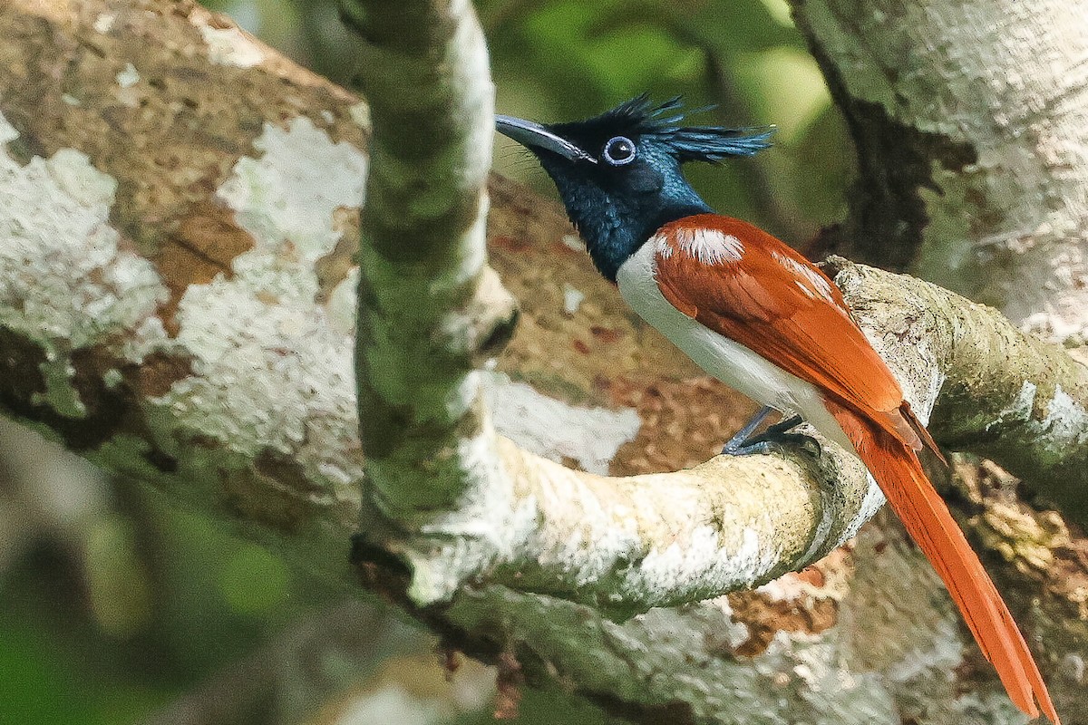 Indian Paradise-Flycatcher - ML646443597