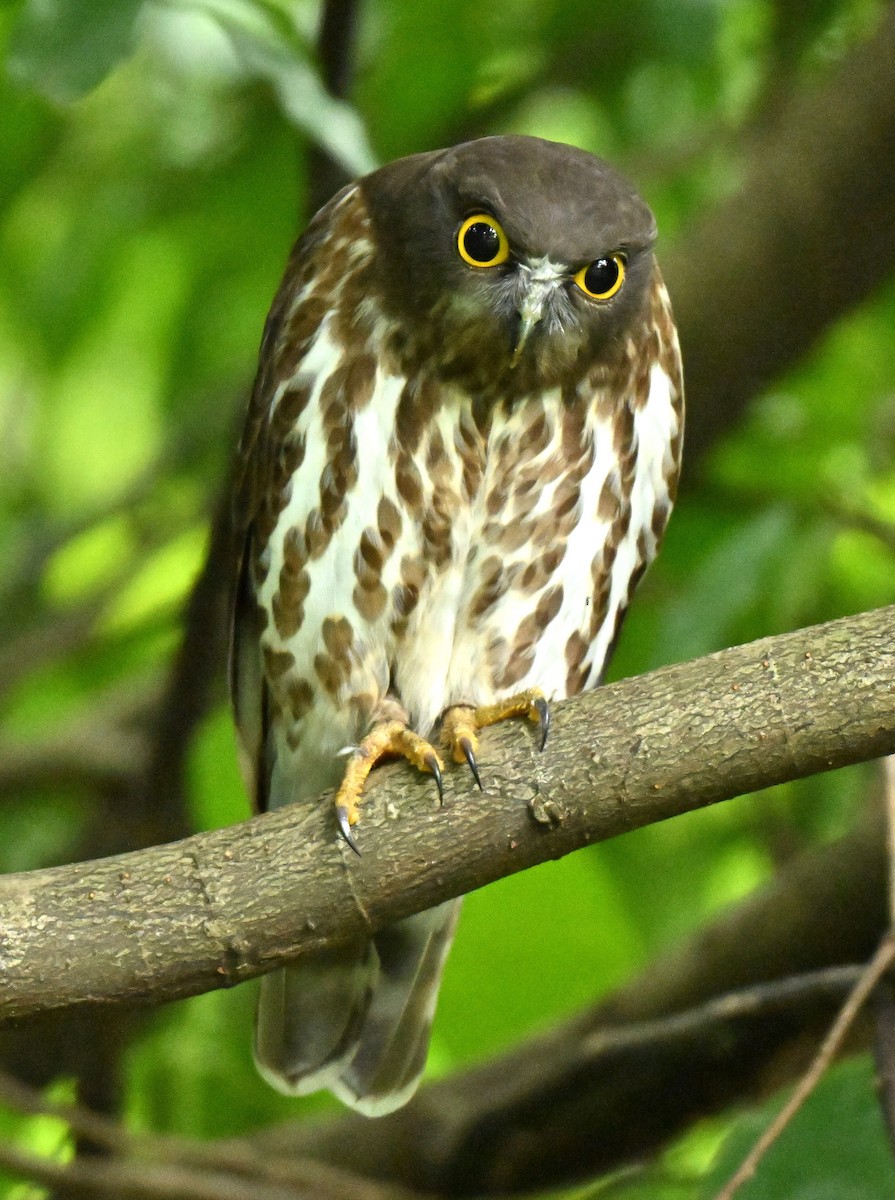 Northern Boobook - ML646443598