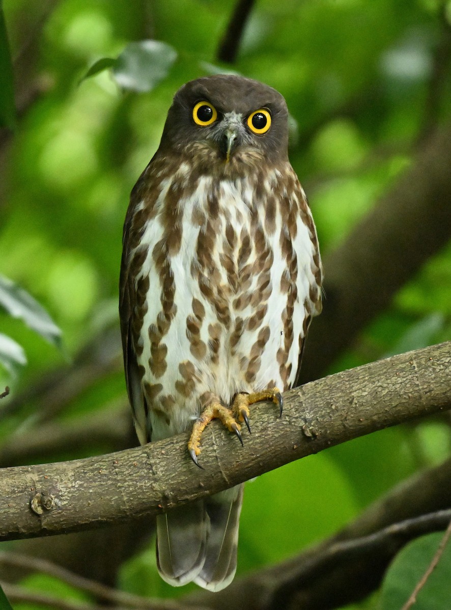 Northern Boobook - ML646443600