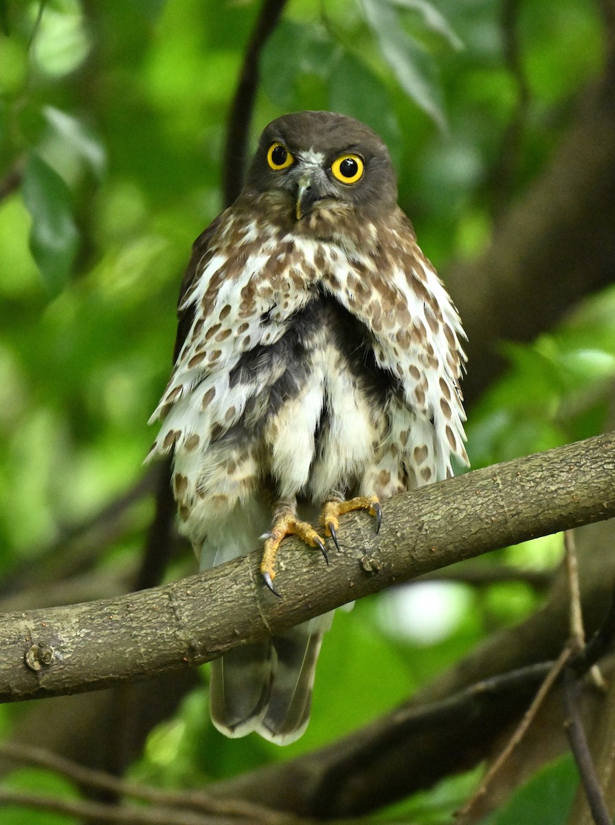 Northern Boobook - ML646443601