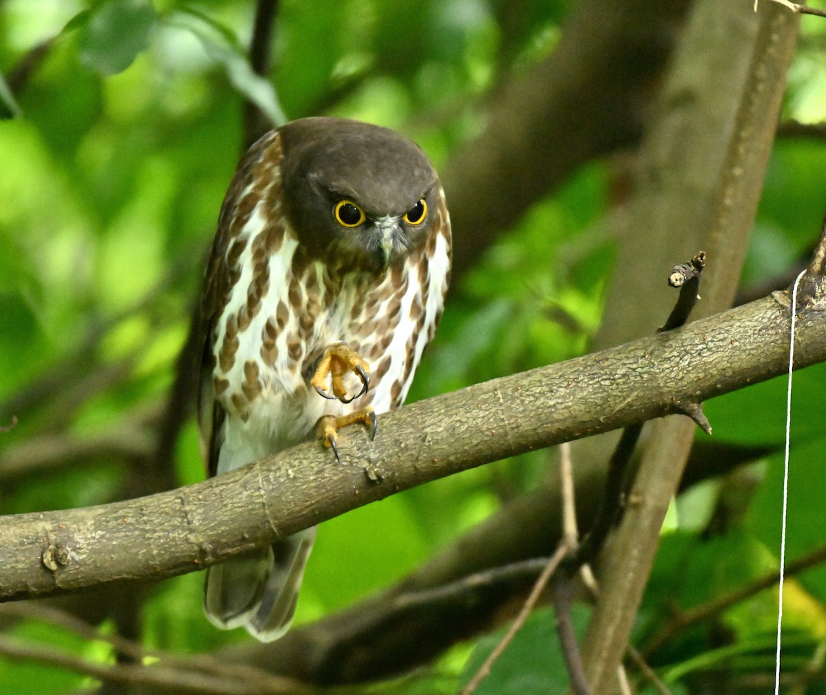 Northern Boobook - ML646443602