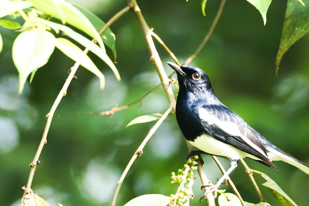 鵲鴝 - ML646443605