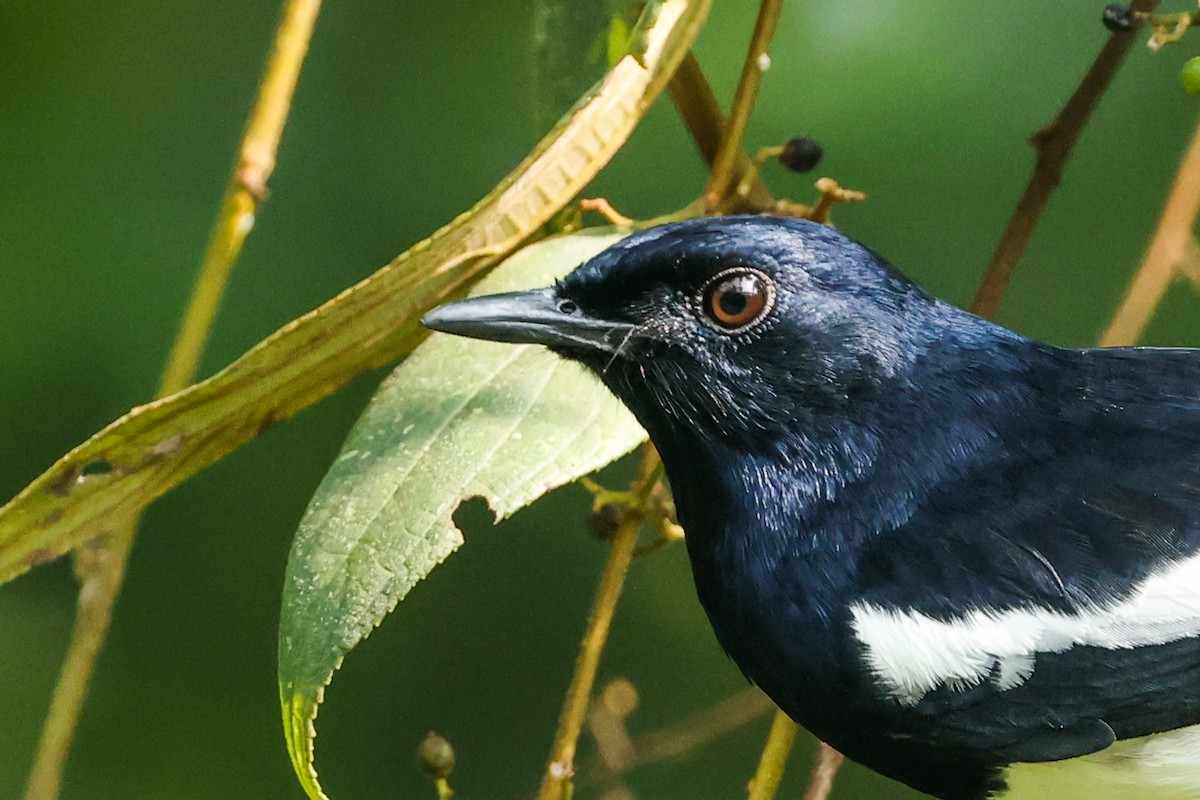 鵲鴝 - ML646443606