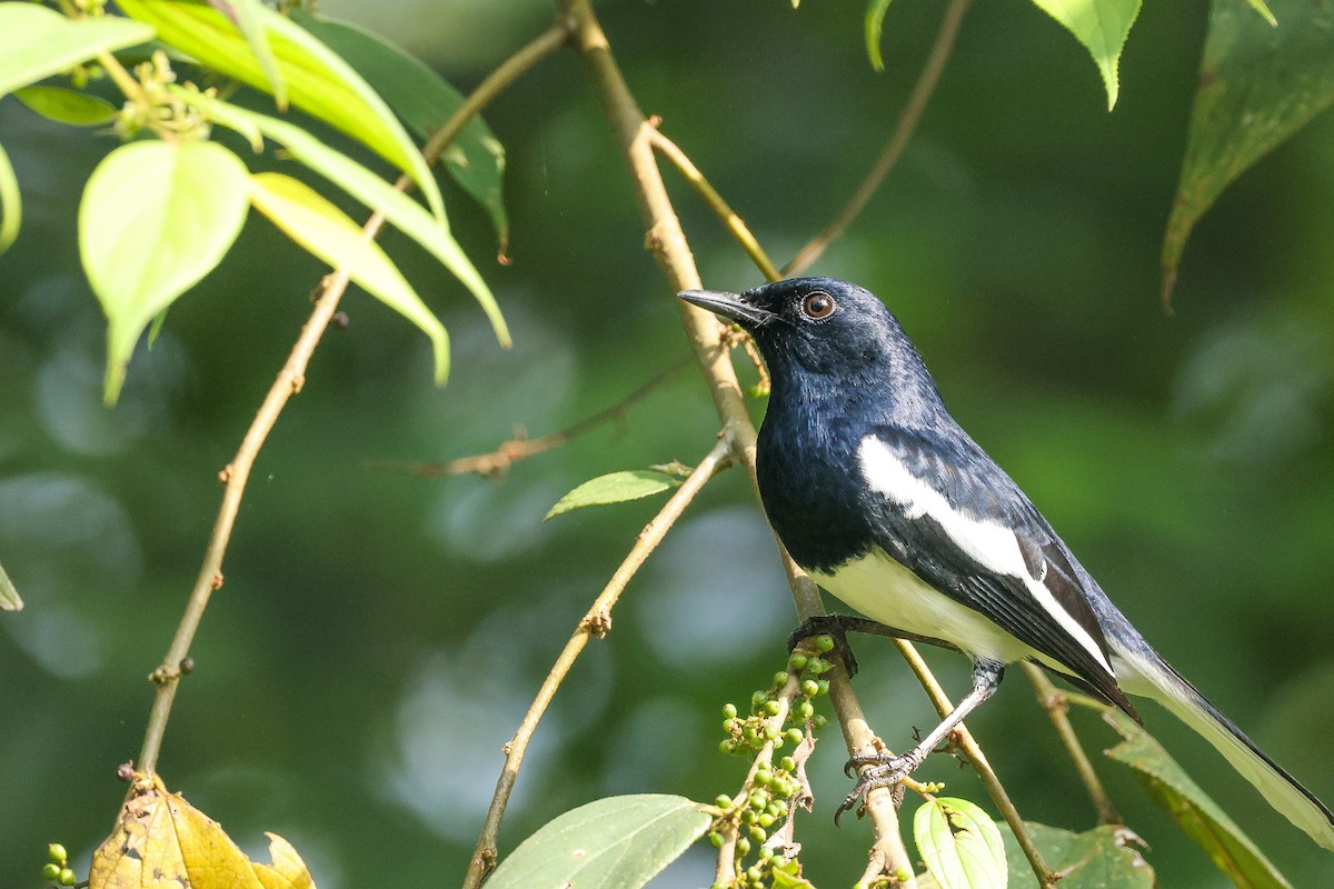 鵲鴝 - ML646443607