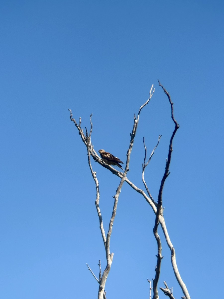 Whistling Kite - ML646443608