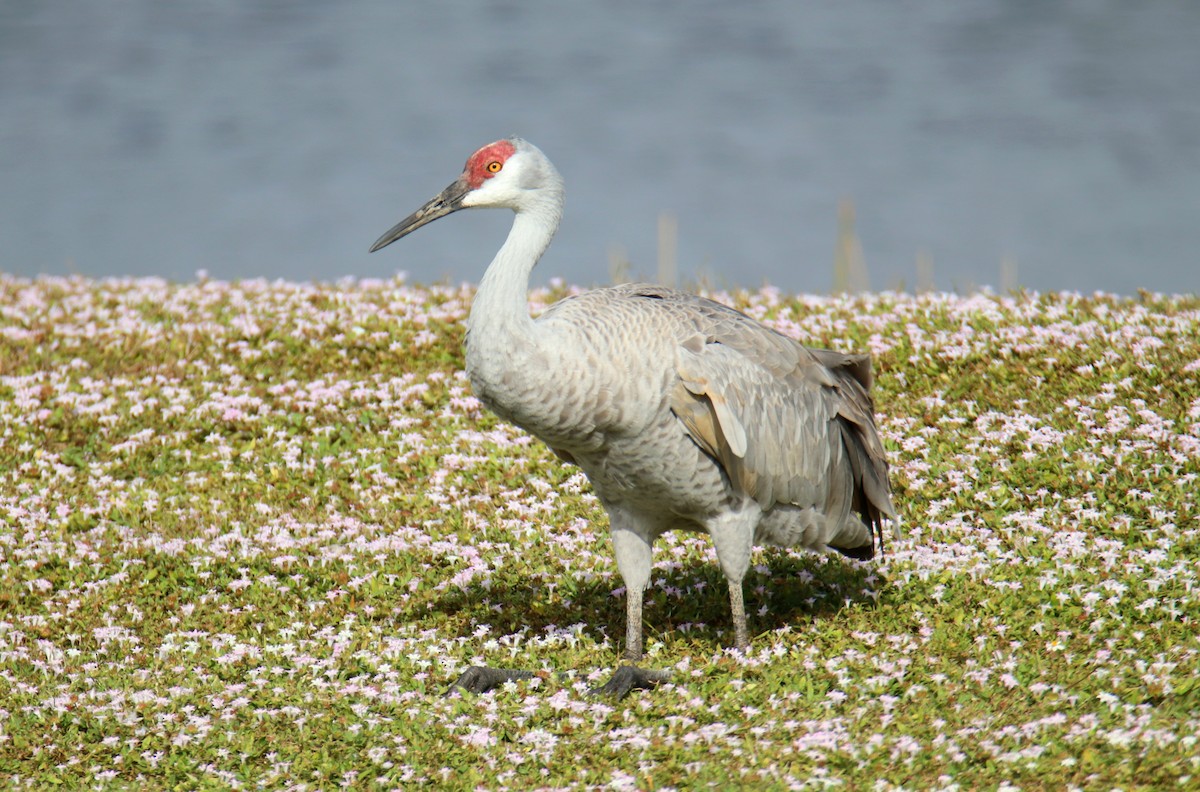 Kanada Turnası - ML646443613