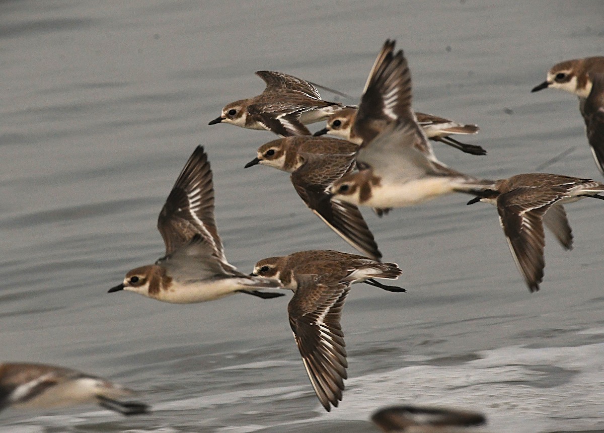 Tibet Cılıbıtı - ML646443615