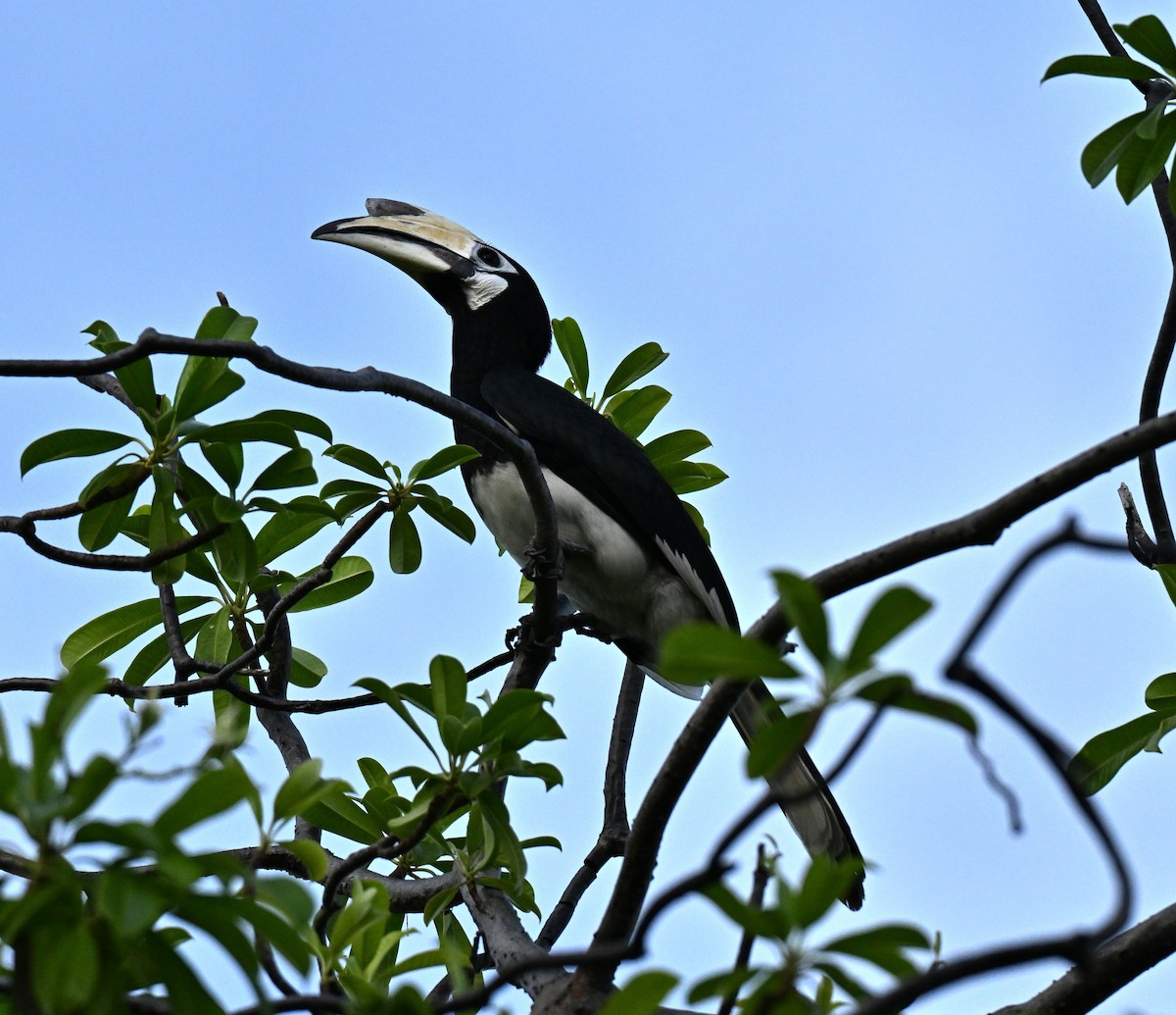 Oriental Pied-Hornbill - ML646443616