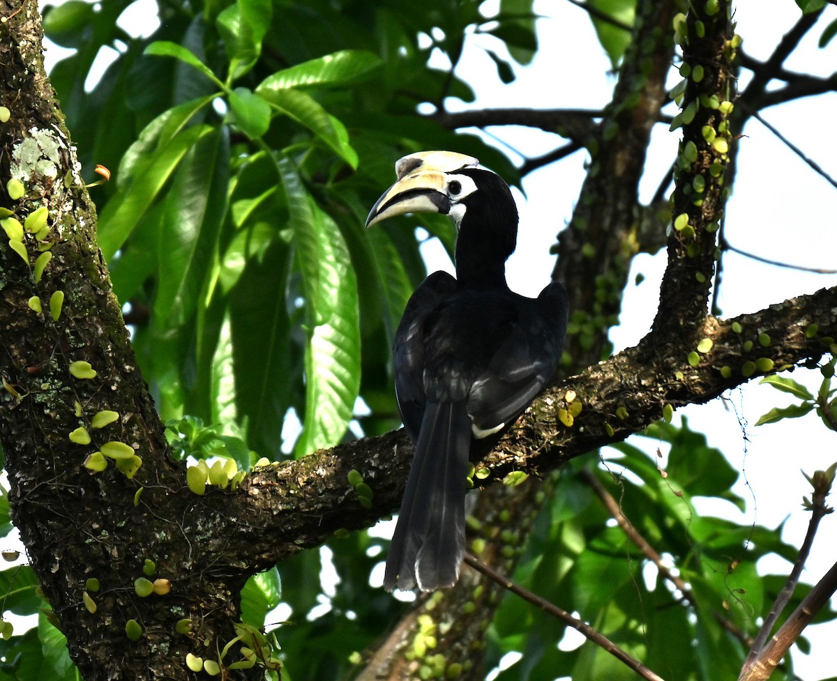 Oriental Pied-Hornbill - ML646443617