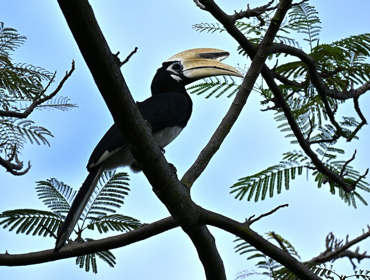Oriental Pied-Hornbill - ML646443618