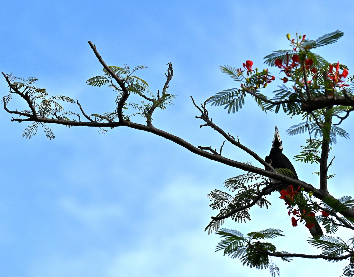 Oriental Pied-Hornbill - ML646443619