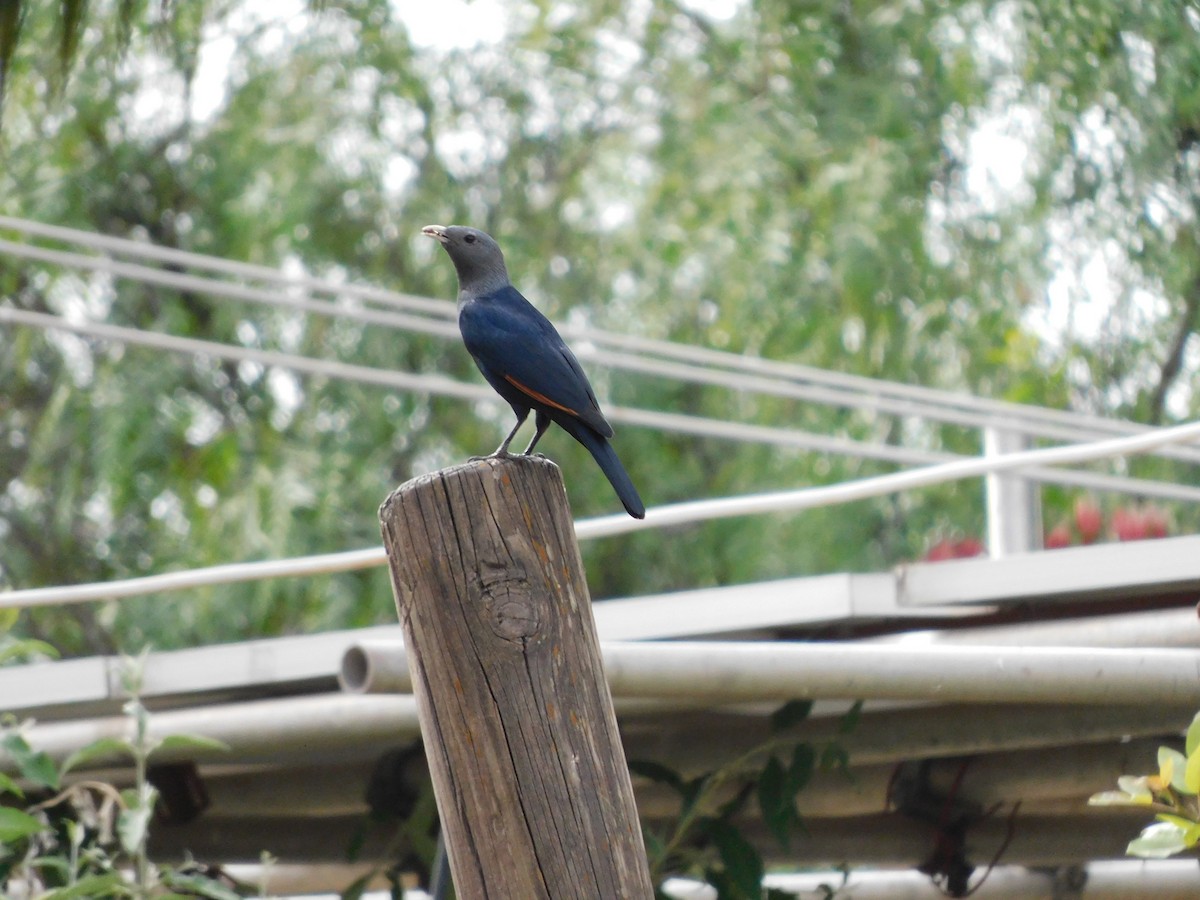 White-billed Starling - ML646443622