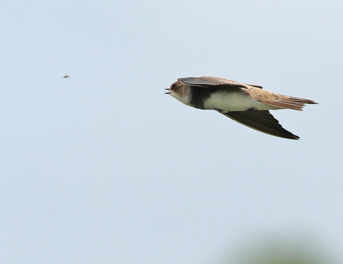 Uhalde-enara arrunta - ML646443623