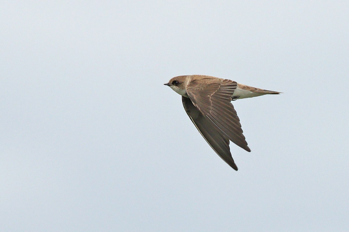 Uhalde-enara arrunta - ML646443624