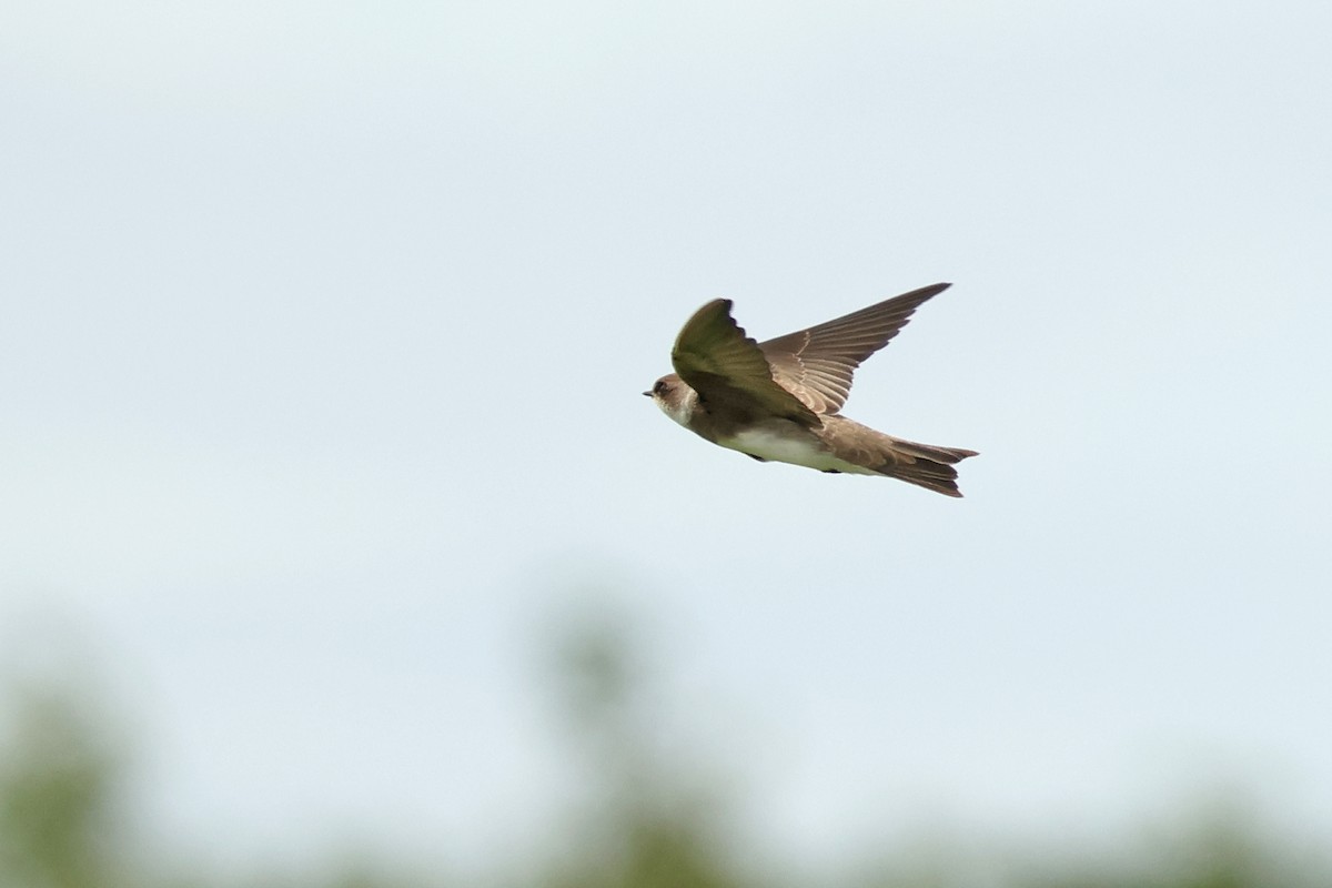 Uhalde-enara arrunta - ML646443625